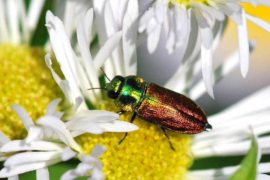 Buprestidae da ID. Anthaxia